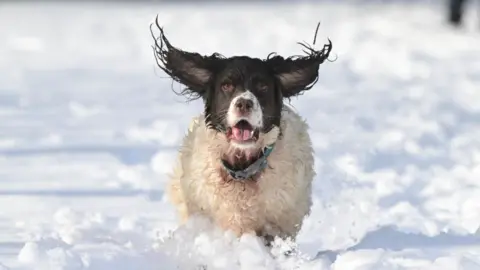 Finn, a Springer Spaniel enjoys the snow during Storm Eunice on February 18, 2022 in Portstewart, Northern Ireland. The Met Office has issued two rare, red weather warnings for the South and South West of England today as Storm Eunice makes landfall. Much of the rest of the UK is under amber and yellow warnings with winds up to 100 mph, rain and snow expected. This is the worst storm to hit the UK for three decades. (Photo by Charles McQuillan/Getty Images)