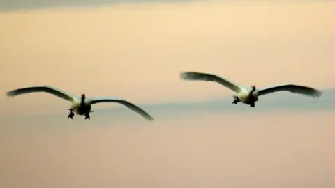 Kate Fox Bewick's Swans at Slimbridge