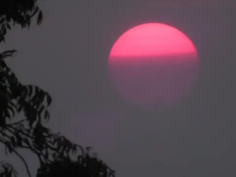 Weather Watchers/Stormchaser Al A pink sun setting with branches in the bottom left corner