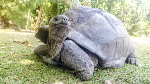 Getty Images Aldabra giant tortoise