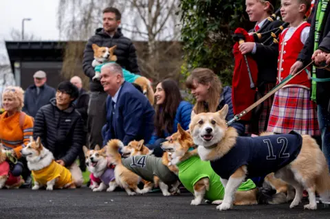 PA Media A row of corgis on leads next to their owners, wearing different coloured racing vests. One corgi in the background being held by a man. The crowd looks happy and celebratory - one girl wears a red tartan kilt and a boy holds a set of bagpipes.