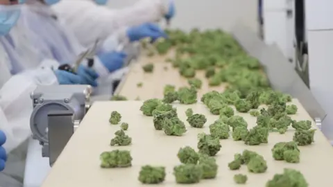 Pieces of cannabis on a production line. It is green and looks similar to frozen broccoli.