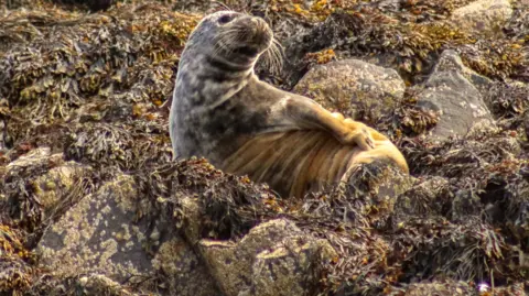 A seal in some sea weed