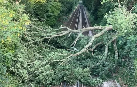 Network Rail Wessex Railway line with large green leaved tree across the tracks.