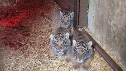 Three tiger cubs sleeping on hay inside an enclosure.