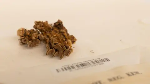 Paul Figg/RBG Kew/PA Wire A brown fungus on a piece of paper.