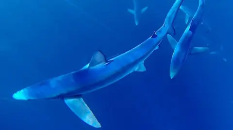 Andrew Alsop/Whitewater Charters Five blue sharks swimming in bright blue water. The one in the foreground is leading the group. It is long and thin with a dark outline on the short dorsal fin on its back. Its tail is long and slender and is split into two parts.