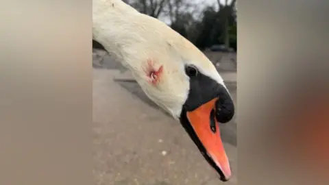 Swan Support Image of a catapult shot injury on a swans neck.