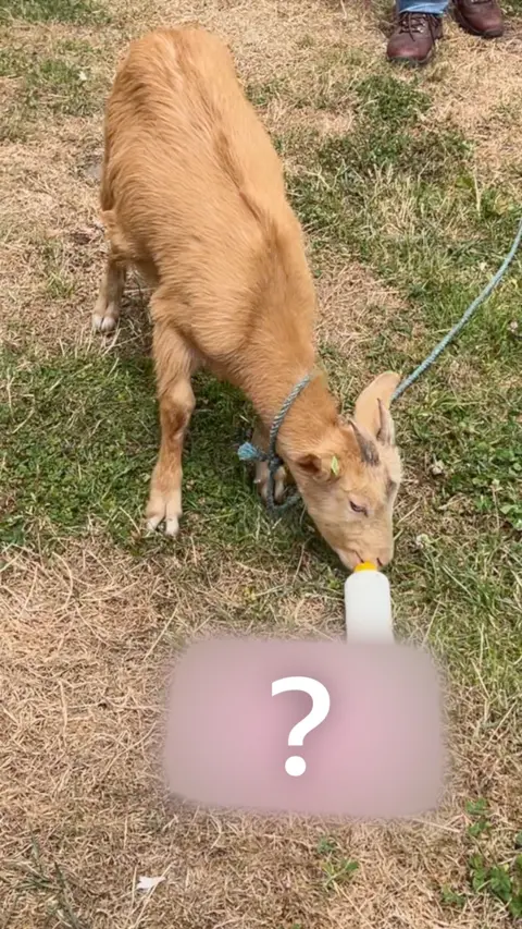 A Royal Golden Guernsey Goat drinking from a white milk bottle and a blurred box with a question mark on