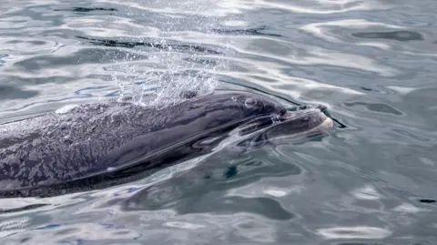 As side on view of a dolphin in Strangford Lough