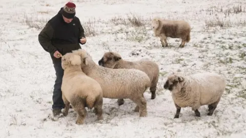 PA Media A farmer feeds some of his sheep by hand as he stands in a field near Handale, North Yorkshire