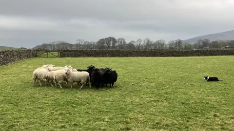 A field on a cloudy day. On the right, a dog lies in the grass, eyeing up the sheep. There are about a dozen sheep towards the left of the photo