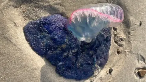 BBC A Portuguese man o' war