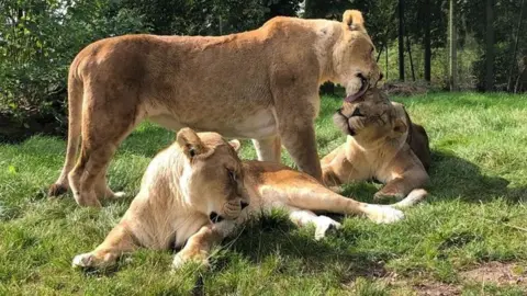 ZSL Whipsnade Zoo Kia, Max and Neo