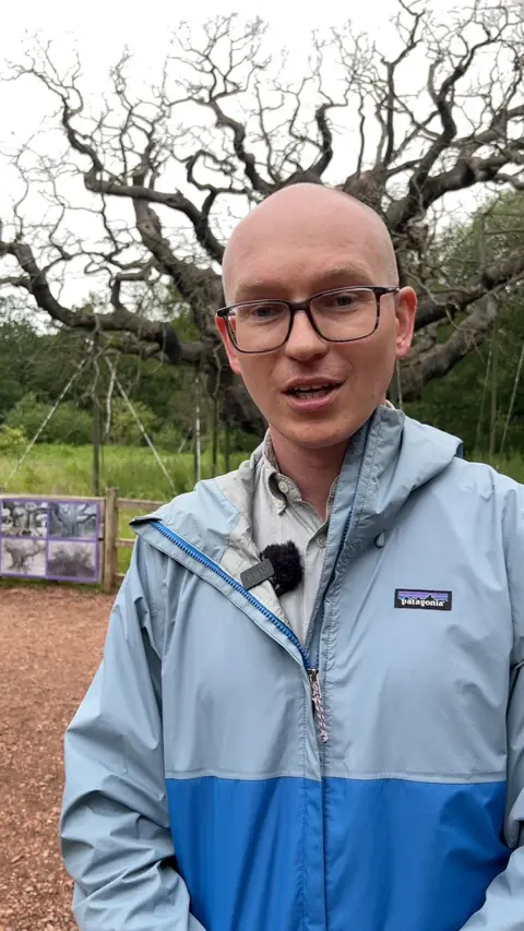 Reporter David Pittam stands in front of the Major Oak