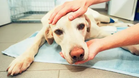 Getty Images A dog