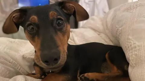 A brown and black young dachshund dog on a white duvet.