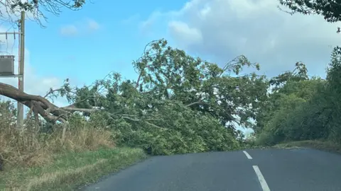 Fallen tree near Dunstall Castle in Worcestershire (opposite the turnoff to Aston Coaches). Just off the A4104 Defford Road. 