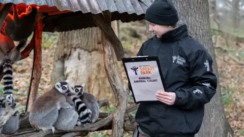 A keeper stands with a clipboard next to the black and white ring-tailed lemurs, carrying out the count