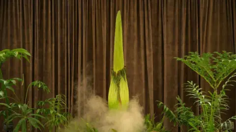 : Amorphophallus titanum, famously known as the Corpse Flower seen at the Royal Botanic Garden Sydney