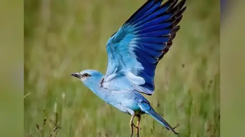 European Roller in Suffolk