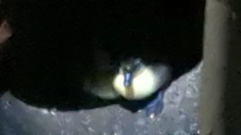 Sarah Griffiths Duckling in a pipe