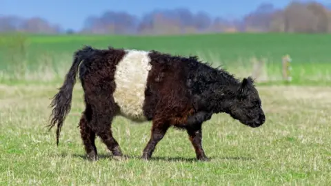 Black-and-white belted Belted Galloway cow walking across a grassy field, with farmland and trees in the background.
