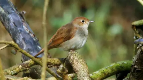 National Trust Nightingales