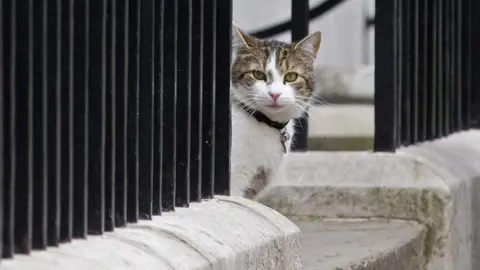 AFP/Getty Larry outside Downing Street