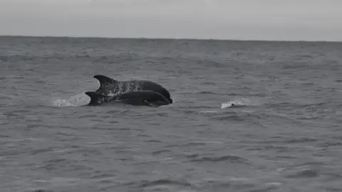 Josh Pedley porpoise being chased by dolphins