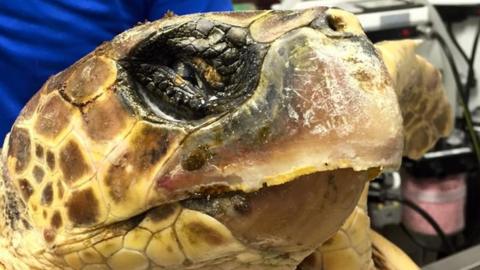 British Isles turtle strandings rise in storms - BBC News