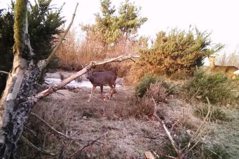 Newark and Sherwood District Council  Deer