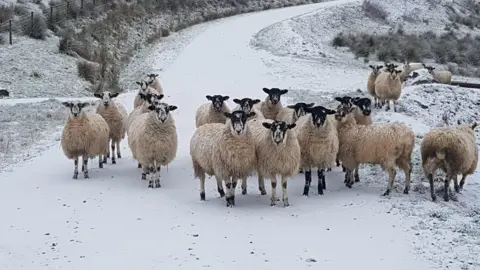 David B/BBC Weather Watchers Sheep in snow at Moffat