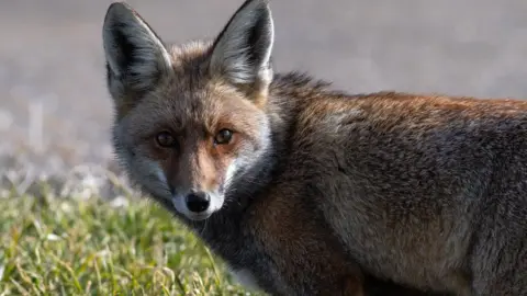 Getty Images A fox