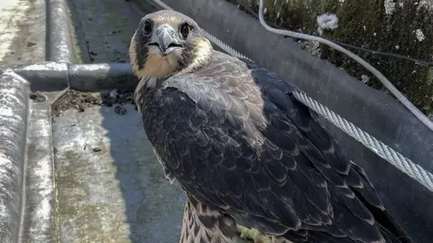 Worcester Cathedral Peregrine falcon