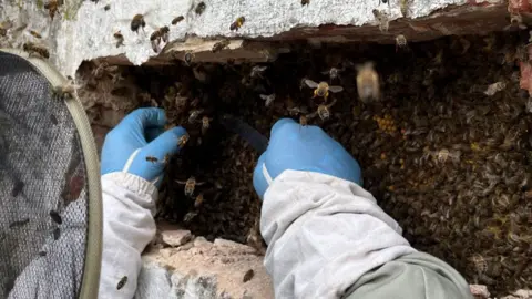 A close-up of beekeeper Steve Barrett's blue gloved hand reaching into a rectangular hole in a brick wall, packed with bees. Bees can be seen flying around ying around the hole and his head.