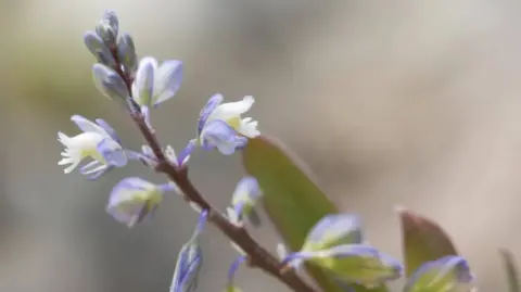 The image shows a close-up shot of a small purple and yellow plant.