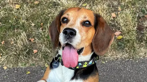Barry Nicholson Barry Nicholson's Beagle dog, Max