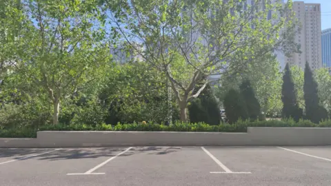 Three concrete parking spaces marked with white lines with trees poking over a wall behind