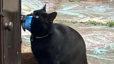 Meaghan Robertson A black cat looks up at a window with a pouch of cat food locked between its jaws. 