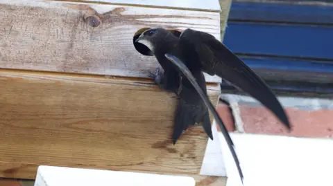 A black and grey swift is sat on the corner of some wood. It has a small body, and two long wings, and its head is tilted to face the camera. 