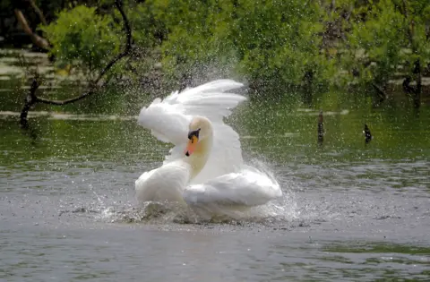 Gordon Clark A swam flapping its wing in a pond. There are bushes and trees in the background.