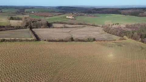 Castle Howard Thousands of saplings are planted on the grounds of an estate near York