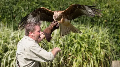 Wild One Photography A red kite, Rusty, landing on Mark Birdsall's arm. He has a brown glove on and is wearing a checked long-sleeve shirt with the sleeves rolled up to his elbows. He has short, brown hair and is speaking. Large, green bushes can be seen in the background.