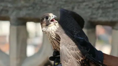 Gloucester Cathedral A peregrine falcon with its beak open looking at the person holding it. We can see a gloved hand holding the bird. The falcon is brown.