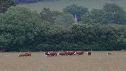BBC Hereford cattle graze in a meadow. Behind them are trees and the top of a church spire