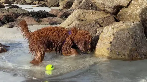 A brown dog with a ball in a rock pool at a beach