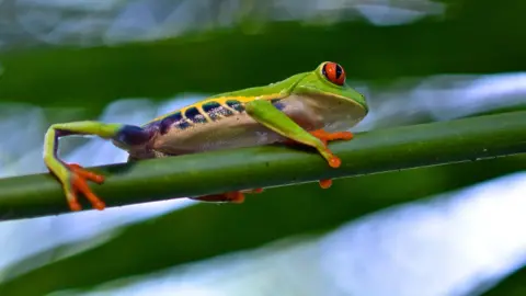 PA Media A Red-Eyed Leaf Tree frog is crawling along a thick green stem. It has red and black striped eyes, red feet and a bright green body with black and yellow stripes on its side. 