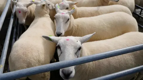 Sheep in a pen. There are five close to the camera. One is looking into the camera over the top of metal rails.