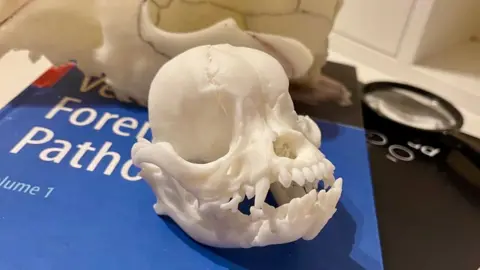 Ava Taylor A model of a dog's skull sat on a desk on top of a blue book and by a black framed magnifying glass.